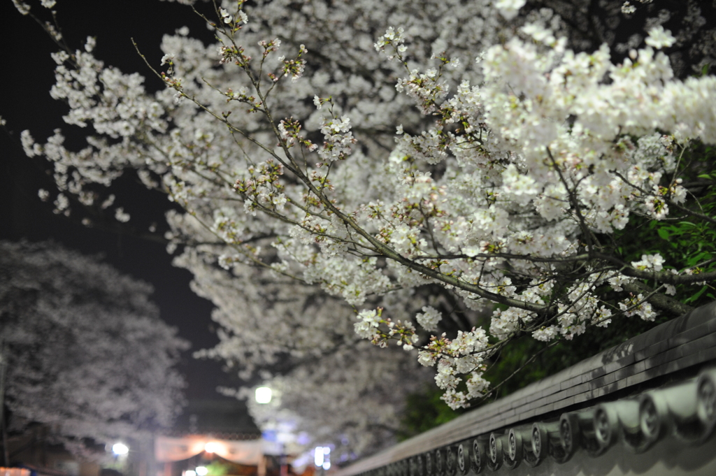 夜桜③