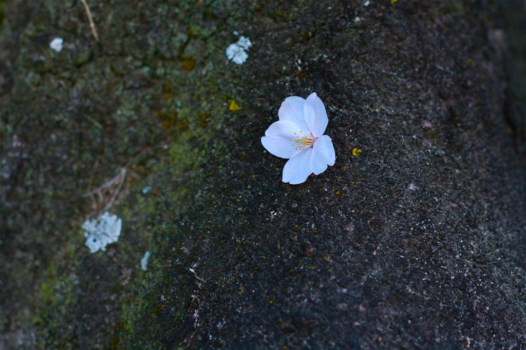 #sakura #cherry blossom 