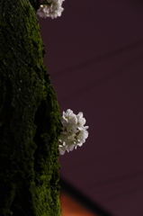 夜桜