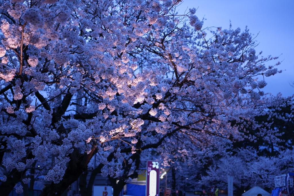 夜桜