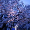 夜桜