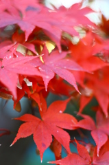 紅葉