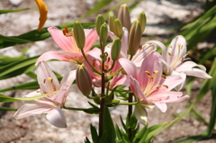 百合
