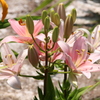 百合
