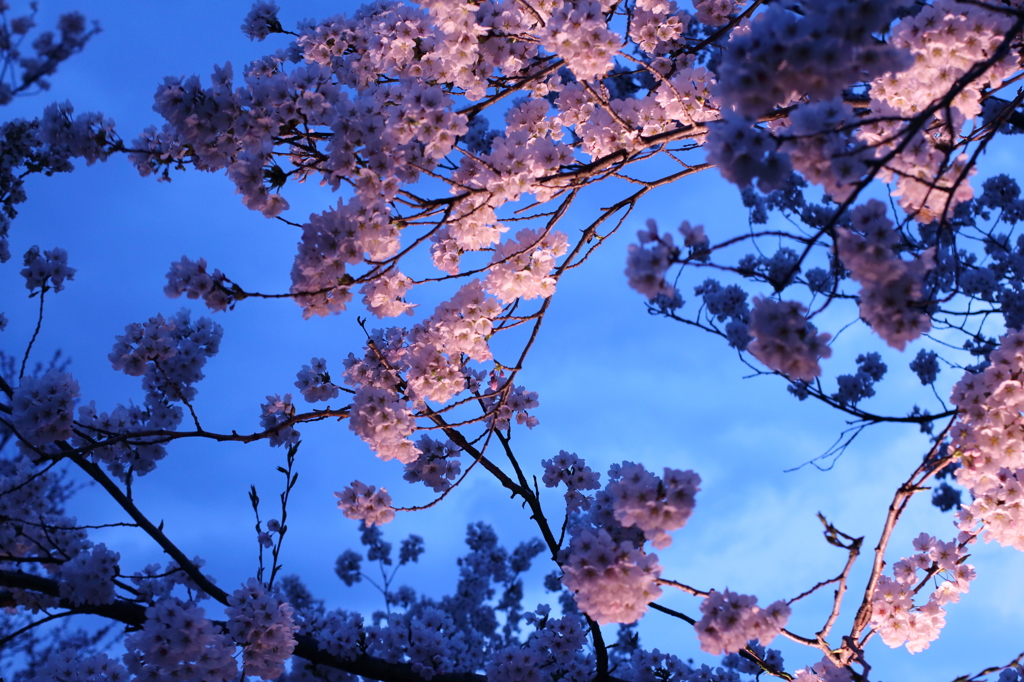 夜桜