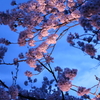 夜桜