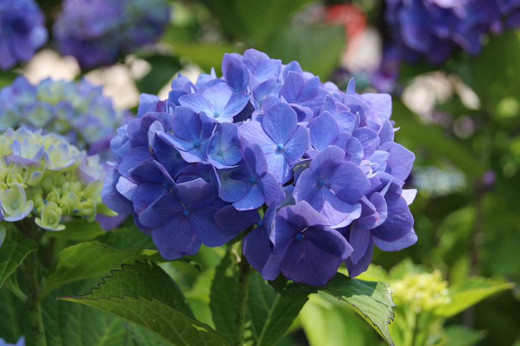 紫陽花