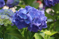 紫陽花