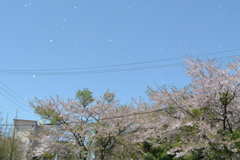 散桜