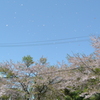 散桜