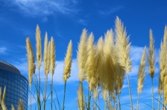 蒼空