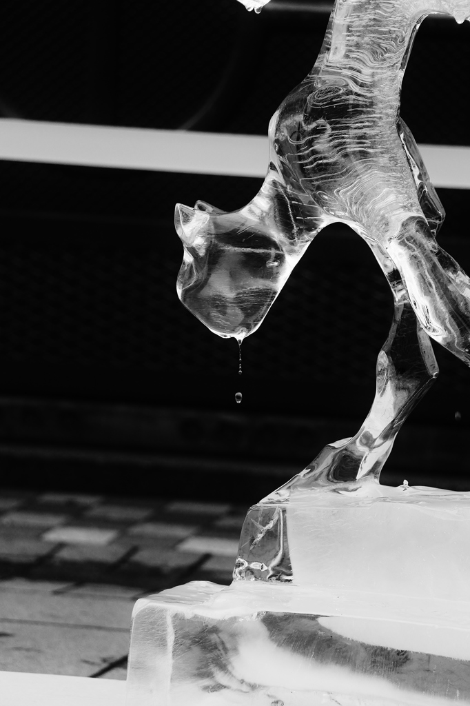 氷猫
