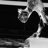 氷猫