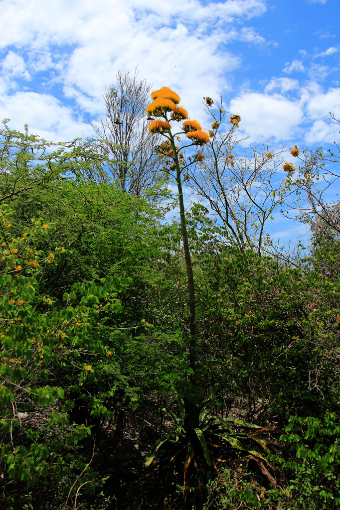 Century Plant（１）