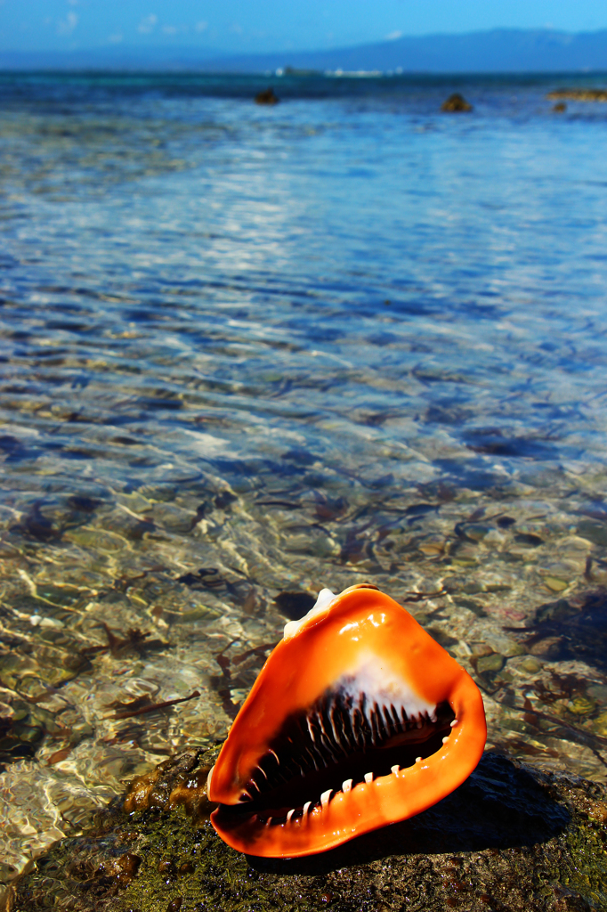 Conch (2)
