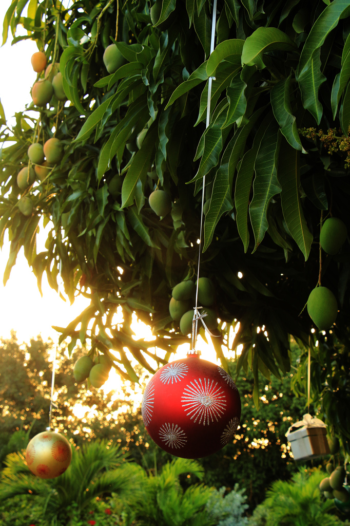 Merry Xmas from Jamaica!