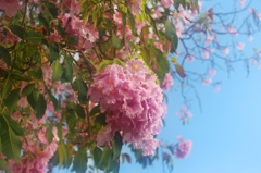 桜色の木（２）