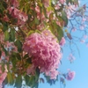 桜色の木（２）
