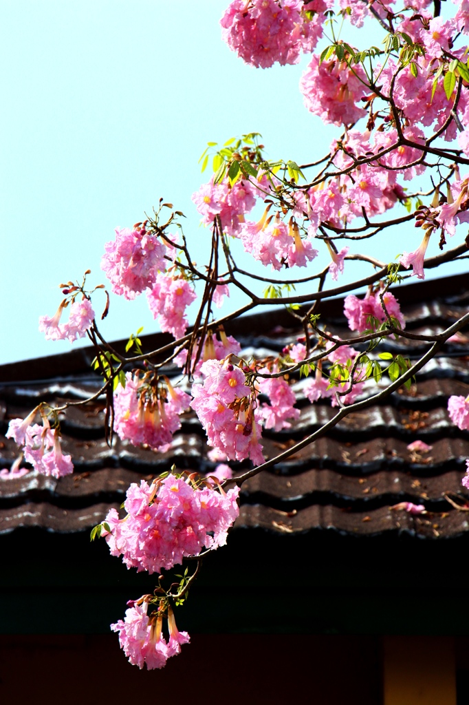 桜色の木（１）