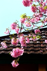 桜色の木（１）