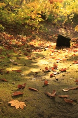 秋彩散策（１）