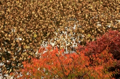 秋彩散策(13) ~ 蓮の秋色絨毯