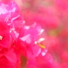 花に咲く花
