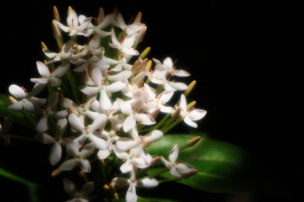 White Ixora