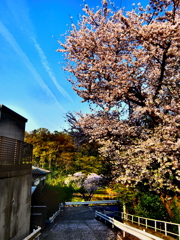 「桜」 調布市
