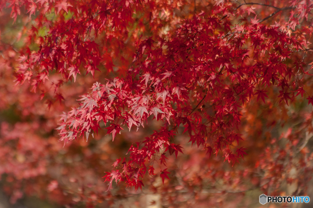 カエデの紅葉