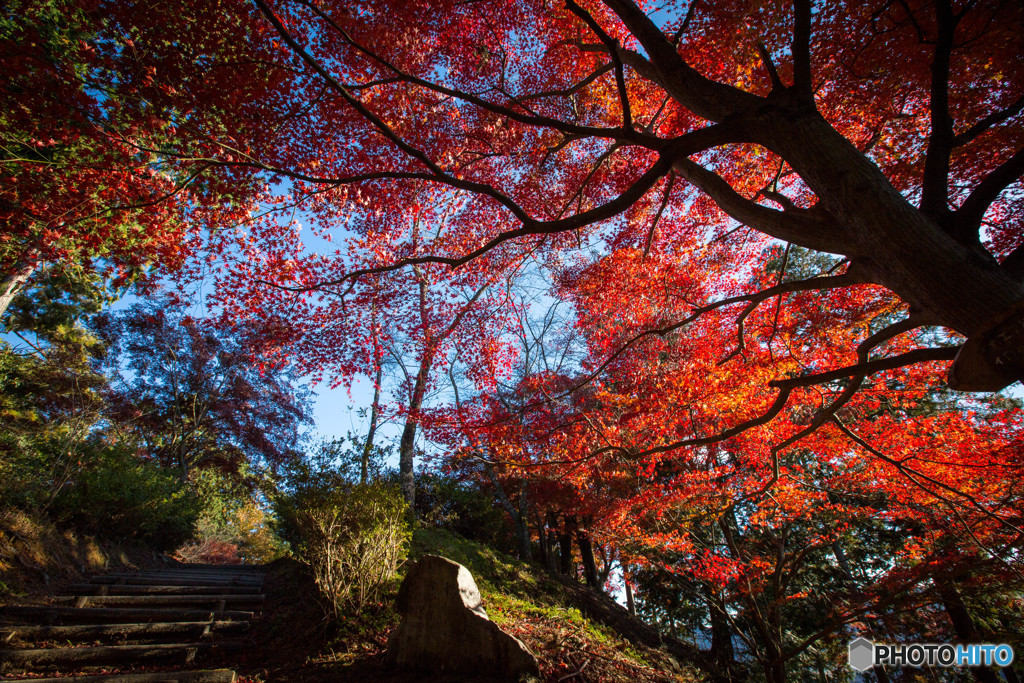 拡がる枝脈の紅葉
