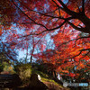 拡がる枝脈の紅葉