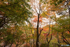 有馬温泉～ 瑞宝寺公園～