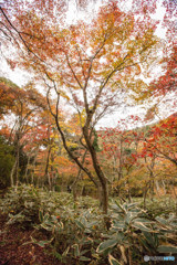 有馬温泉～ 瑞宝寺公園～