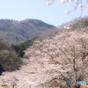 桜並木とキハ