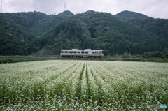 秋の風景　～蕎麦の花と姫新線～