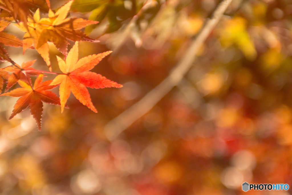 紅葉のイルミネーション