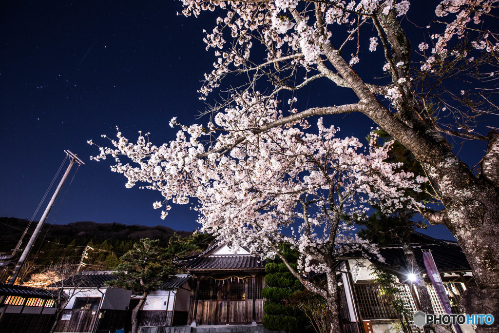 夜桜をオリオンと共に