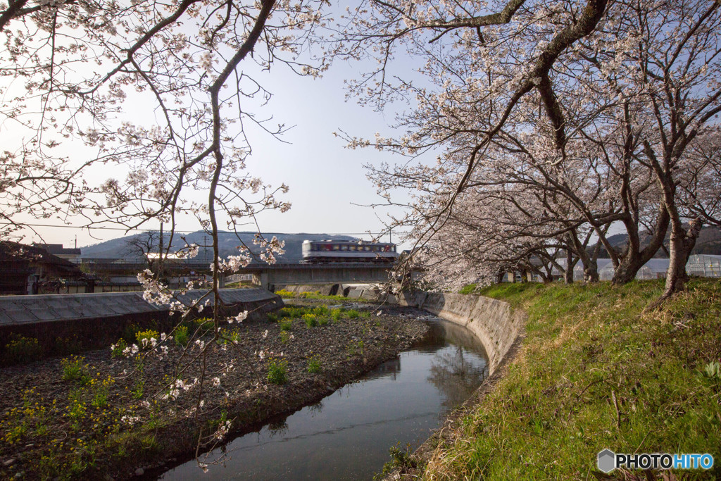 桜と智頭鉄道HOT3500形