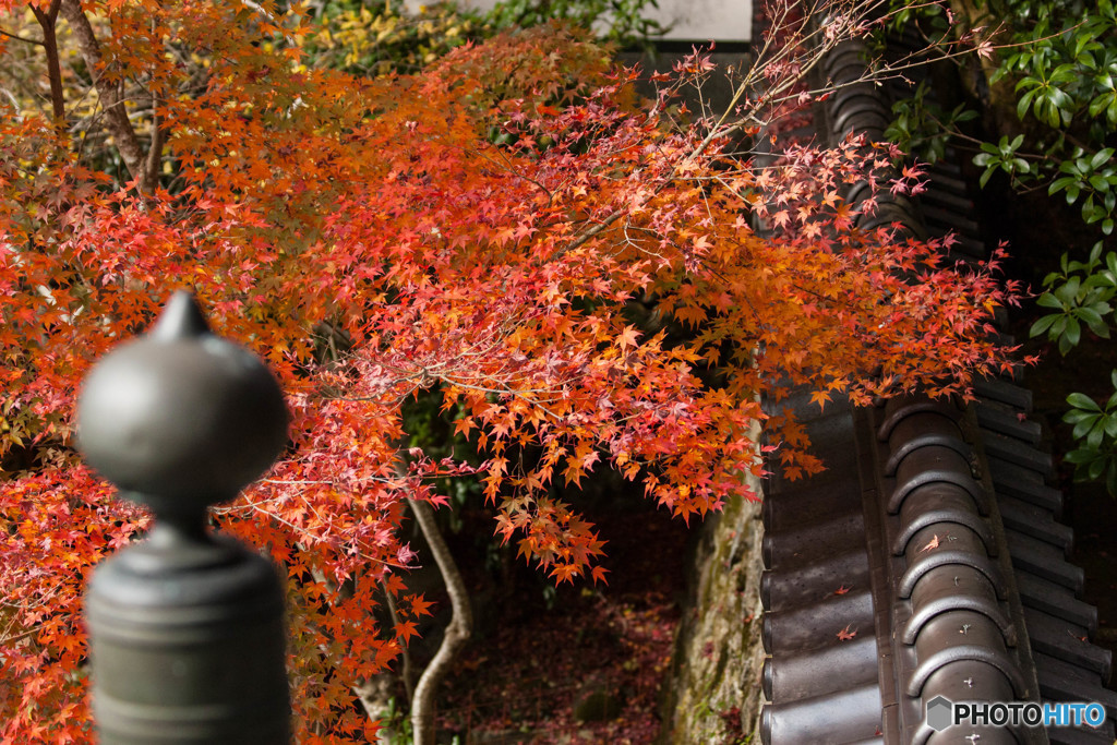 紅葉2018～平福・光明寺～