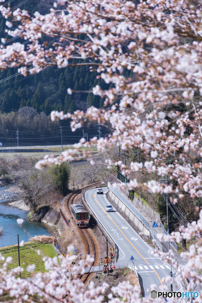 今年の桜は撮り鉄で表現
