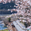 今年の桜は撮り鉄で表現