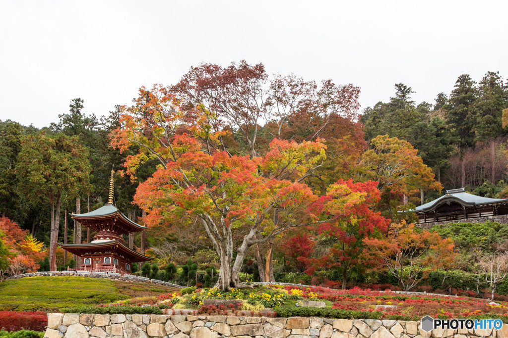 紅葉～勝尾寺～