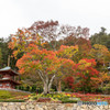 紅葉～勝尾寺～