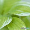 何！？このさわやかなGREEN