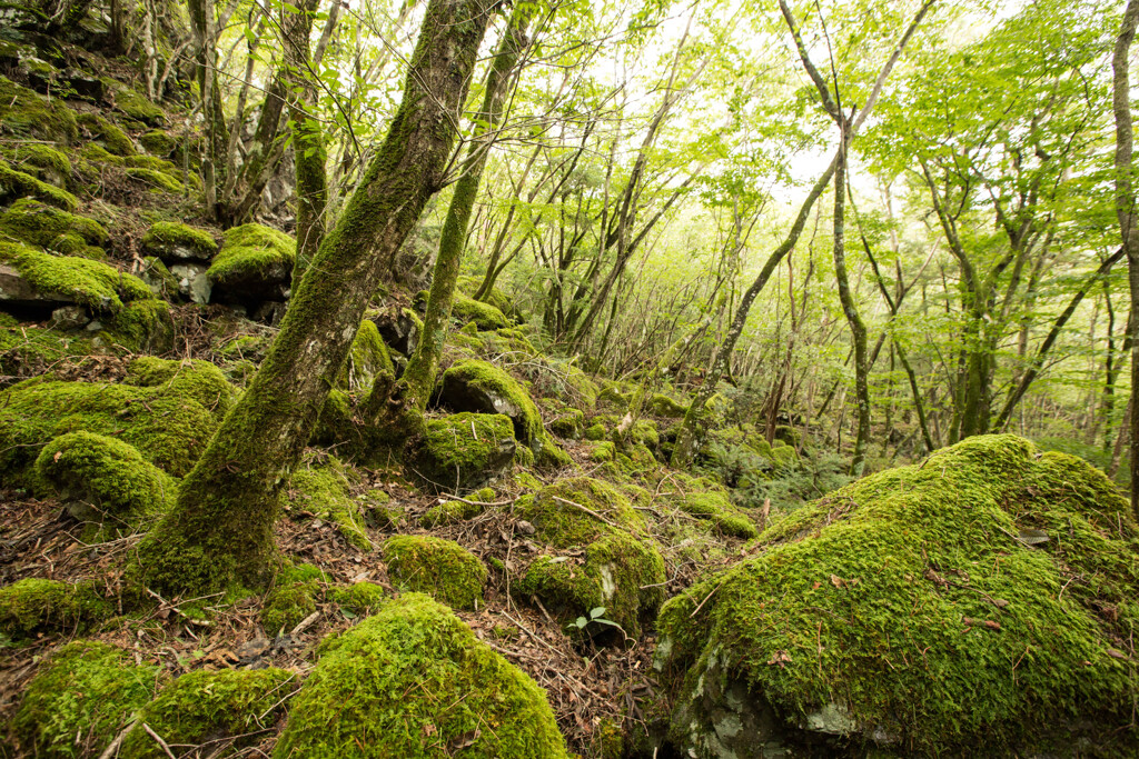 苔に萌える