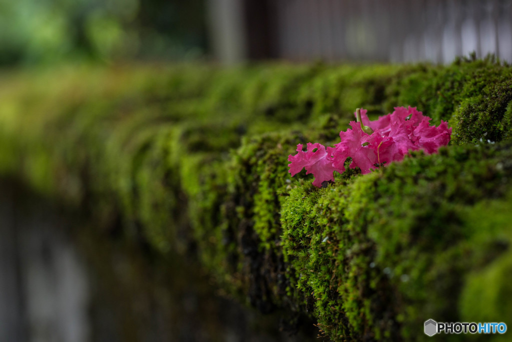 落ち花