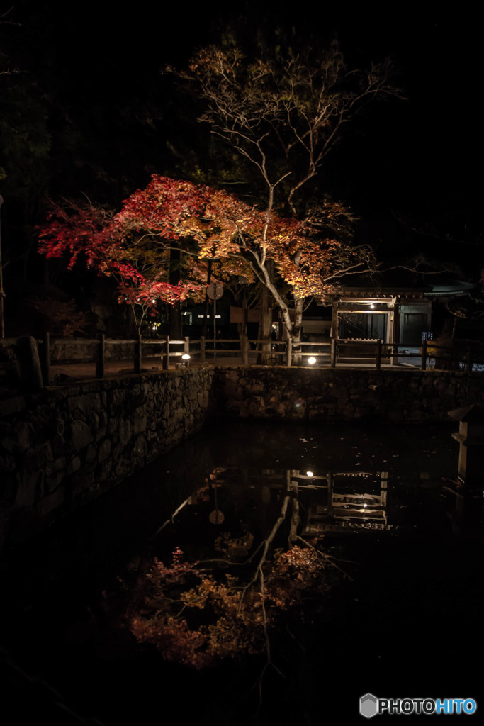 妖艶な紅葉
