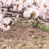 今年の桜も終わる