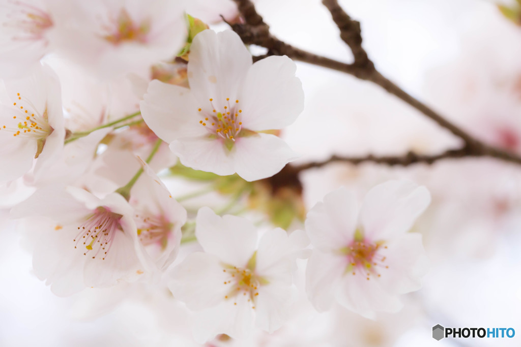 桜色